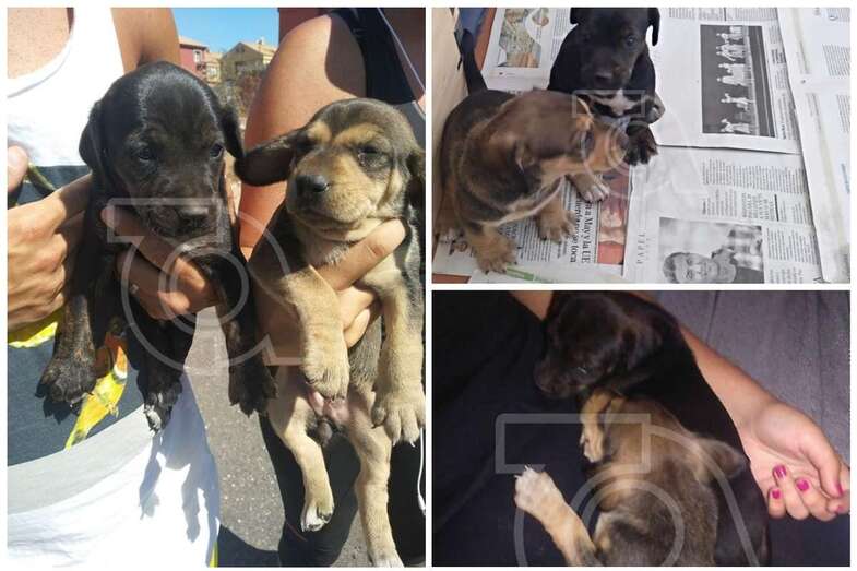 Imagen de los dos cachorros rescatados en Marpequeña (Foto TA)